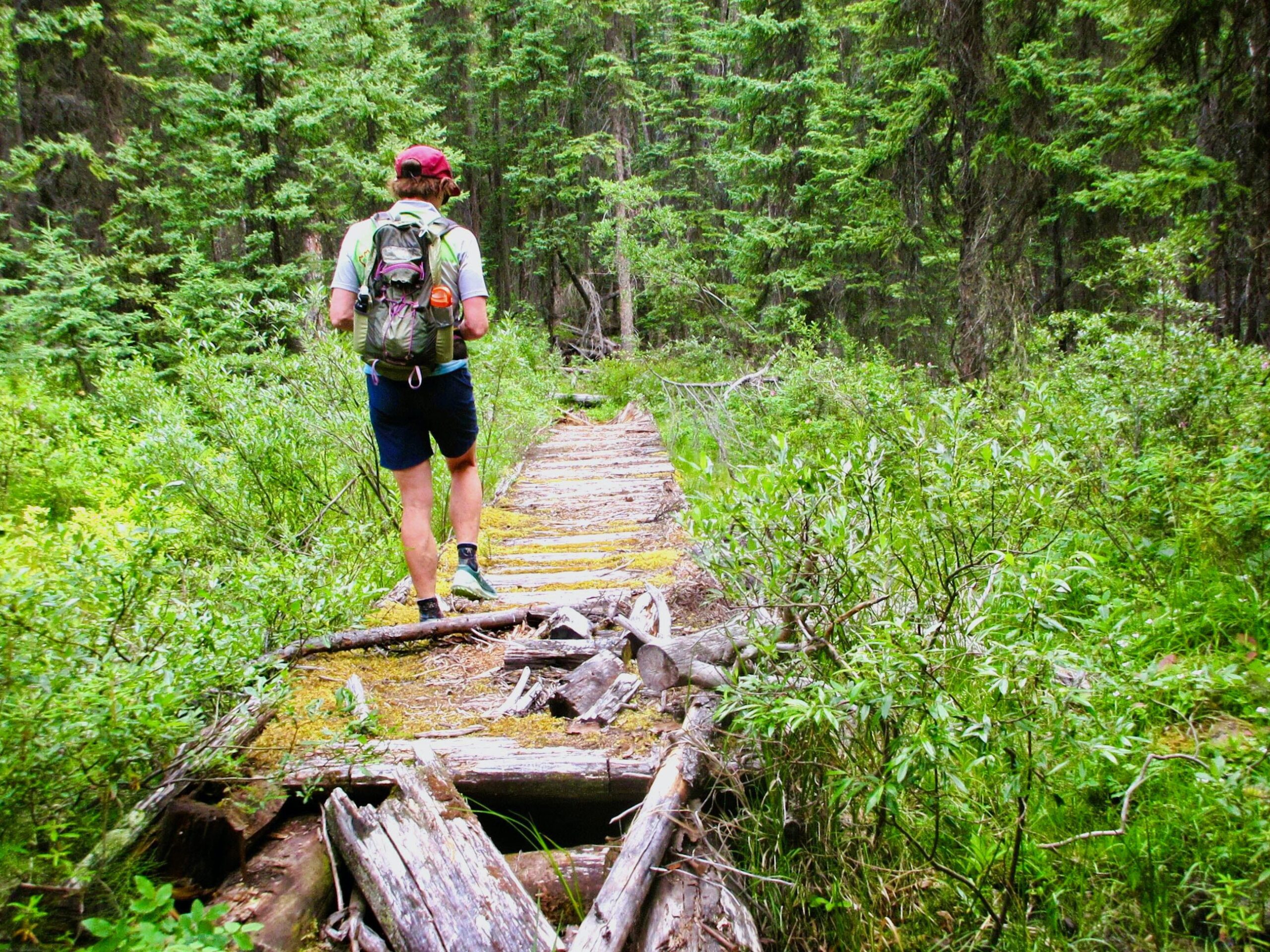 On the Athabasca Pass Trail in Jasper National Park. // Tania Millen