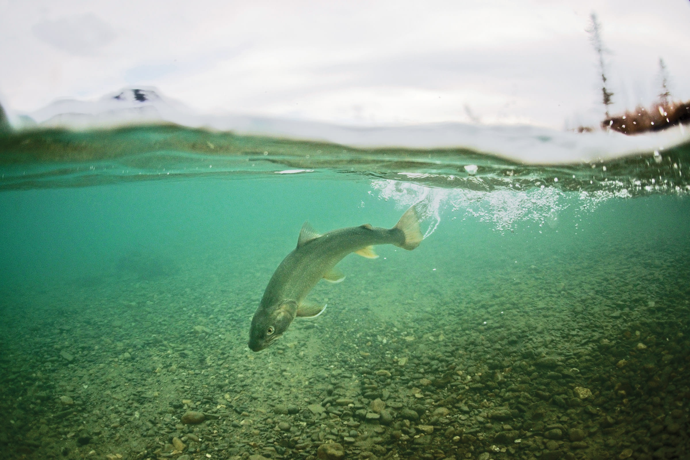 Targeting Early Bull Trout in Alberta - North American Outdoorsman